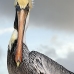 pelican_brown_can_v_0190_mex0200.jpg
